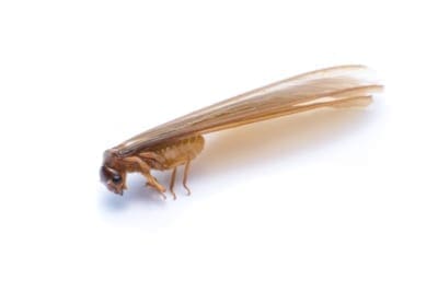 flying termite or termites with wings