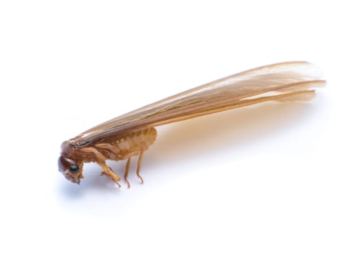 flying termite or termites with wings