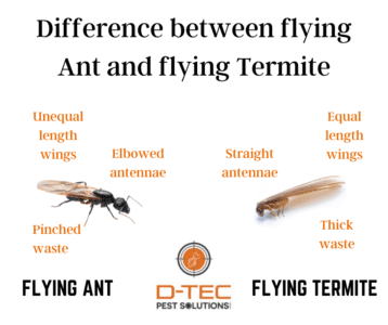 Difference Between Flying Ant & Flying Termite