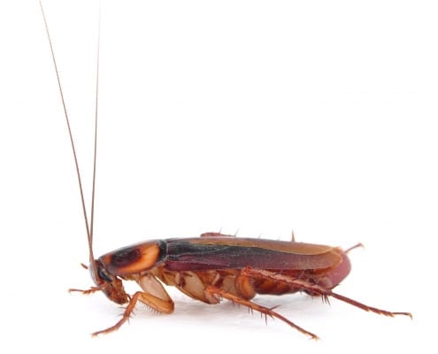 D-Tec Pest Solutions - Cockroaches
