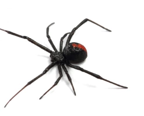 D-Tec Pest Solutions - Spiders