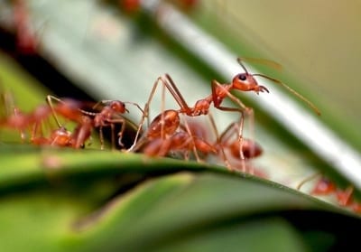 D-Tec Pest Solutions - Ants