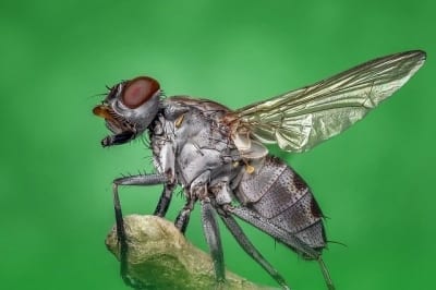 Get rid of house fly