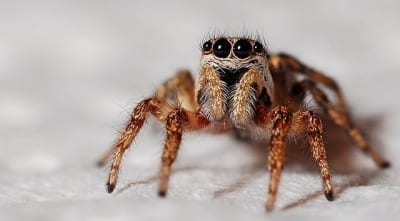 D-Tec Pest Solutions - Spiders