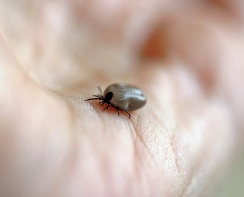 D-Tec Pest Solutions - Ticks