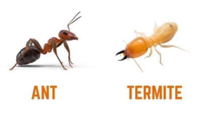 Difference Between Ant and Termite