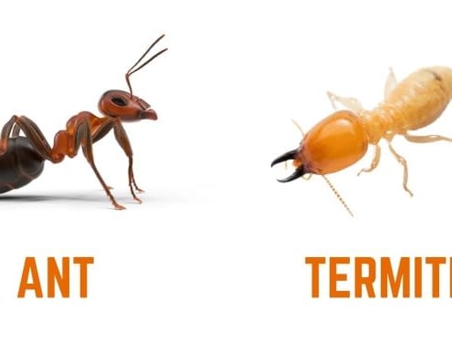 Difference Between Ant & Termite