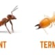 Difference Between Ant & Termite
