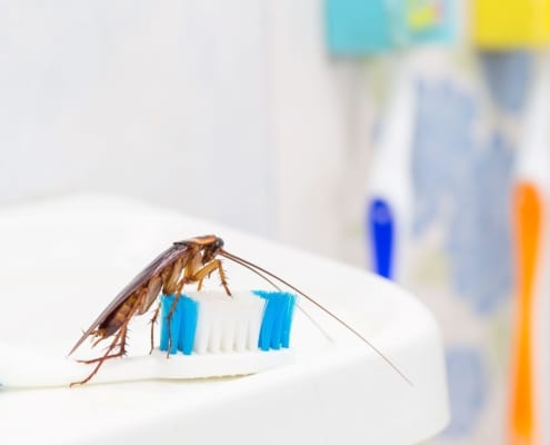 Common household pests