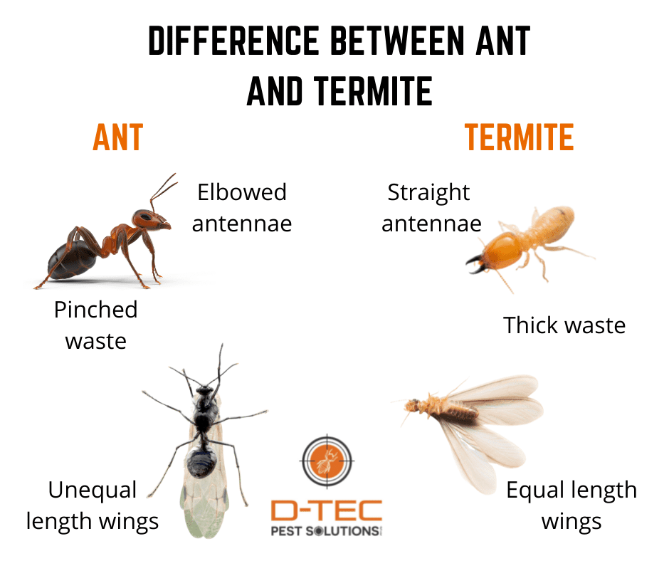 Termite vs Ants