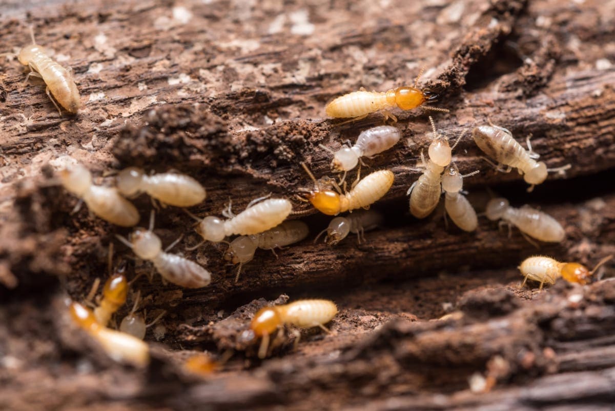 Termites in Garden