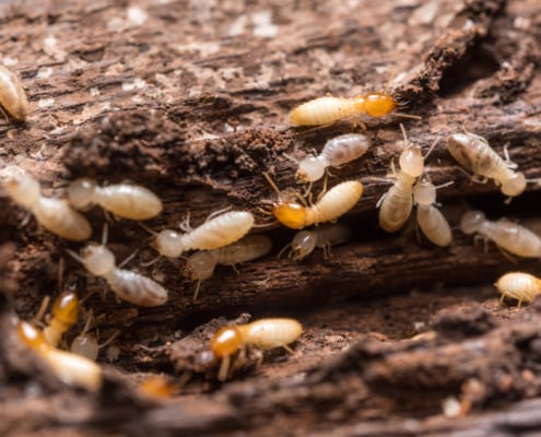 Termites in Garden