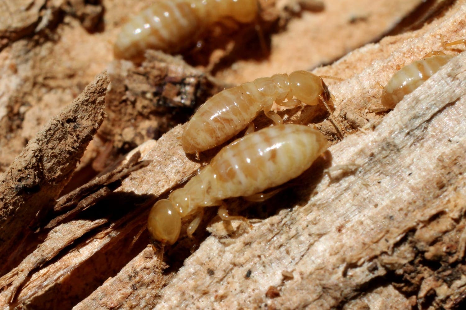 how-much-does-a-termite-treatment-cost-d-tec-pest-solutions