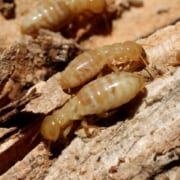 how much does a termite treatment cost