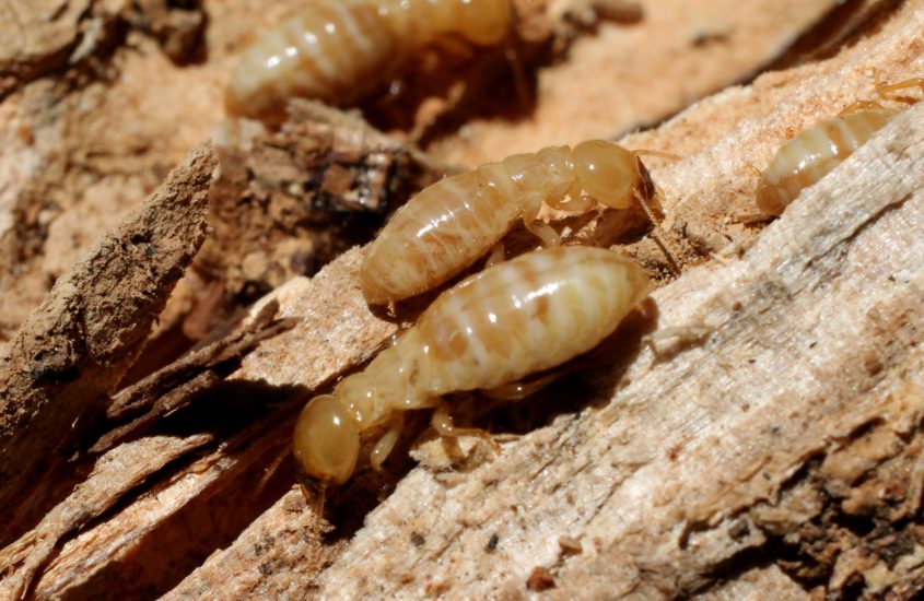 how much does a termite treatment cost