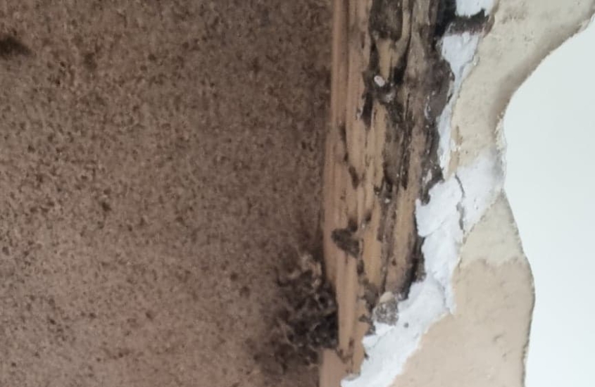 Signs of Termites in walls