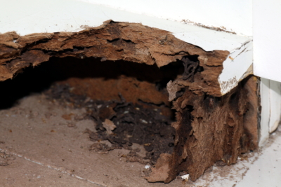 How to Get Rid of Termites Inside Walls