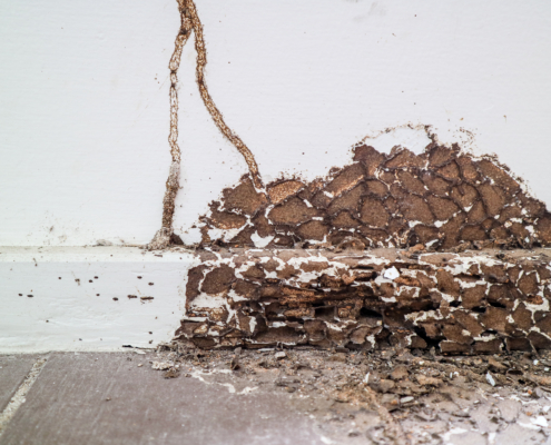 Early signs of termite damage