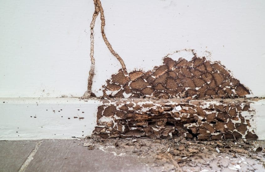 Early signs of termite damage