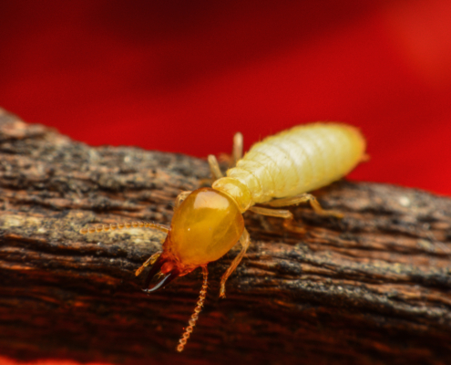 What Do Flying Termites Look Like