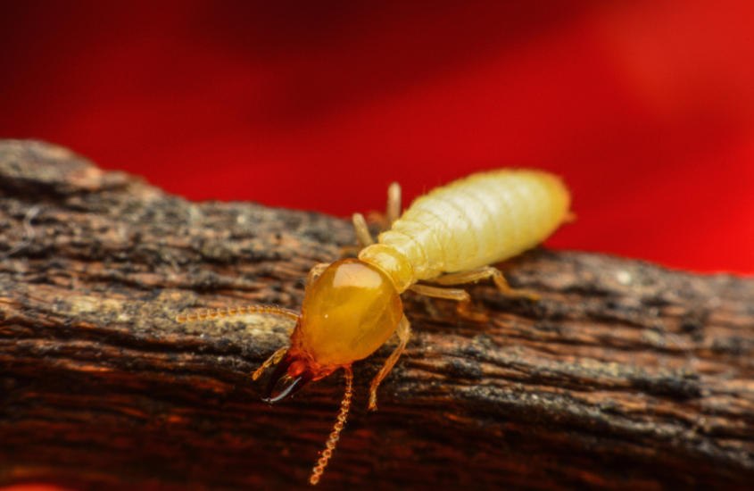 What Do Flying Termites Look Like