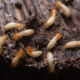 How to get rid of termites