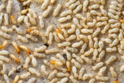 Termites or White Ants