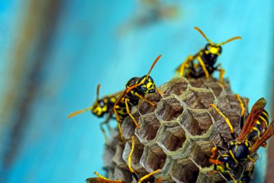 Wasp Removal Control Services in Brisbane
