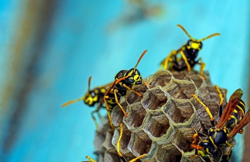 Wasp Removal Control Services in Brisbane