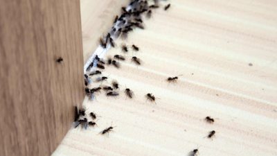 Ant Treatment - Ants fly