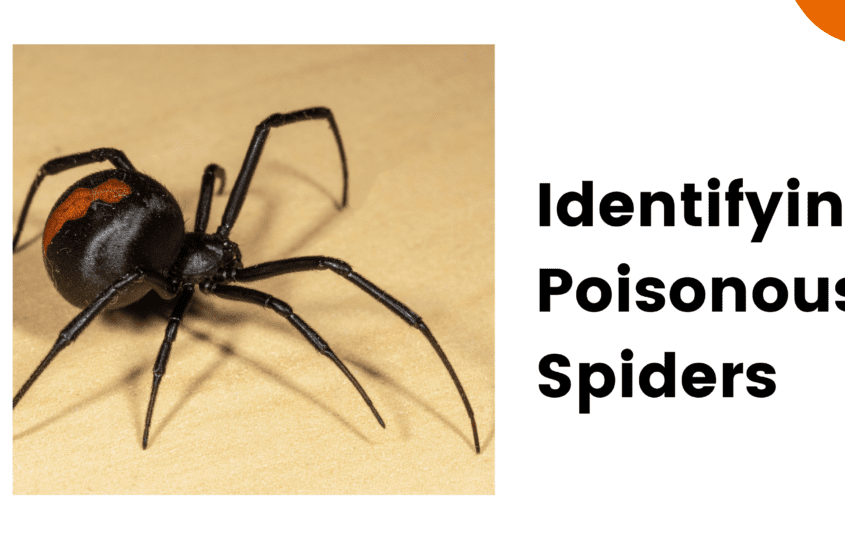 Identifying Poisonous Spiders