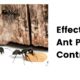 Effective Ant Pest Control