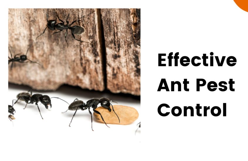 Effective Ant Pest Control