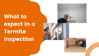 What to expect in a termite inspection