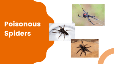 Poisonous spiders