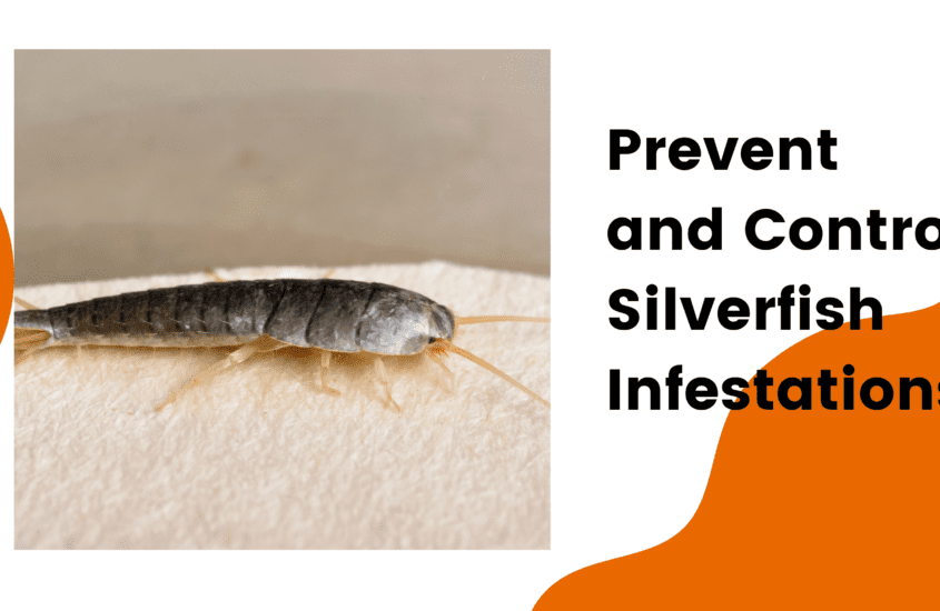 prevent silverfish infestations