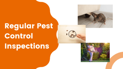 Regular Pest Control Inspections