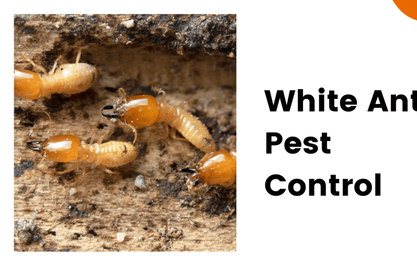 White Ant Pest Control