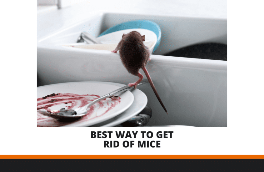 Best way to get rid of mice