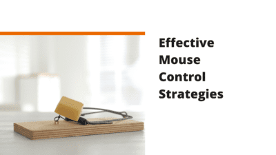 Effective mouse control strategies