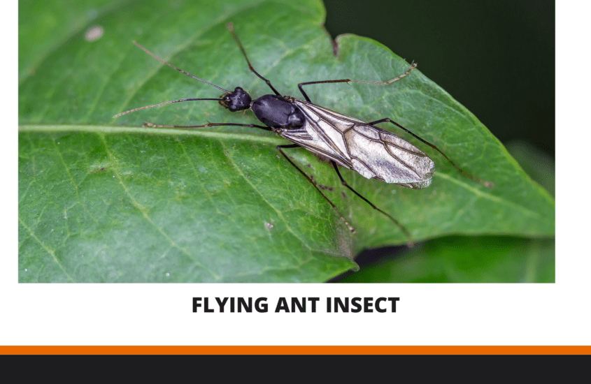 Flying Ant Insect