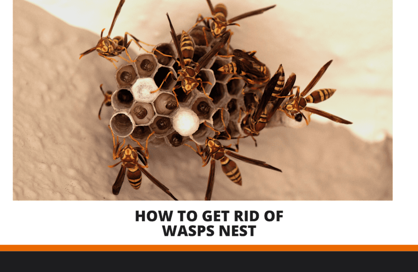 how to get rid of wasp nest