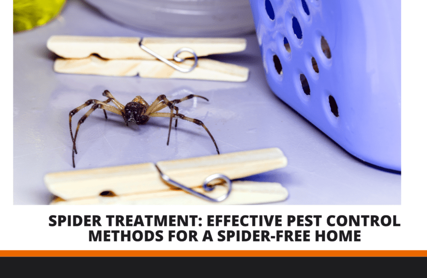 spider treatment pest control