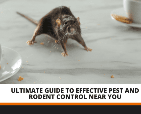 Pest and Rodent Control Near Me