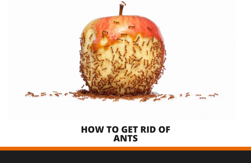 how to get rid of ants