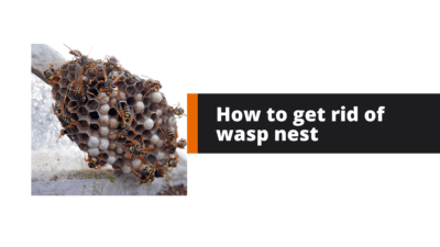 How to get rid of wasp nest