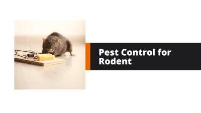 Pest Control for Rodent