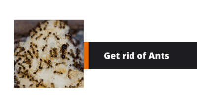 how can you get rid of ants