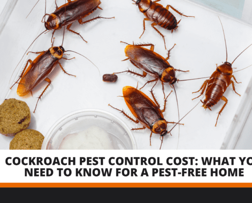 Cockroach Pest Control Cost