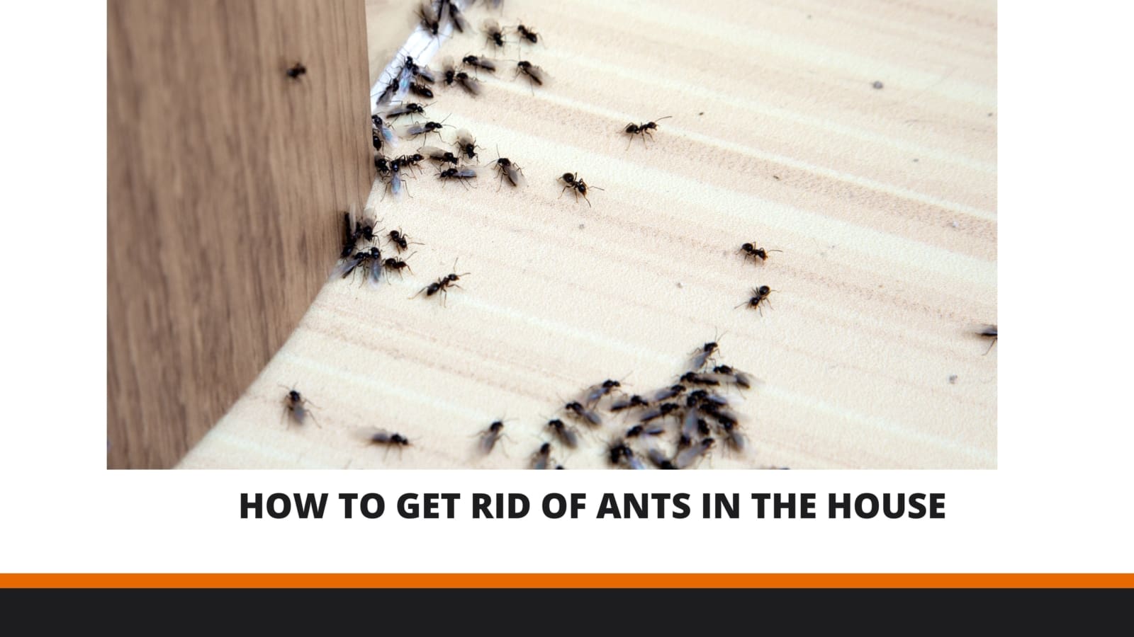 How to Get Rid of Ants in the House | Brisbane Pest Control Tips